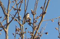 Poecile palustris