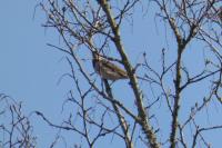 Emberiza schoeniclus