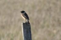 Saxicola rubicola