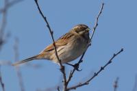 Emberiza schoeniclus