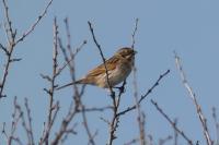 Emberiza schoeniclus