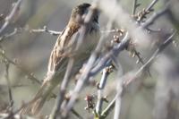 Emberiza schoeniclus