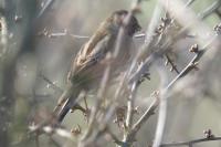 Emberiza schoeniclus