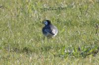 Motacilla alba yarrellii