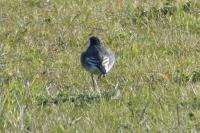 Motacilla alba yarrellii