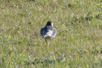 Motacilla alba yarrellii