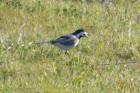 Motacilla alba yarrellii