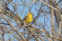 Emberiza citrinella