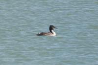 Podiceps cristatus