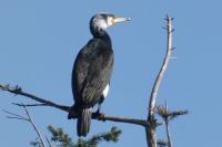 Phalacrocorax carbo