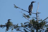 Phalacrocorax carbo