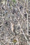 Emberiza schoeniclus