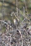 Emberiza schoeniclus