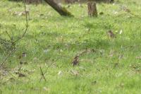 Turdus iliacus
