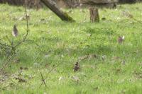 Turdus iliacus