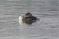 Podiceps cristatus