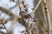 Aegithalos caudatus