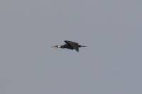 Phalacrocorax carbo