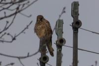 Falco tinnunculus