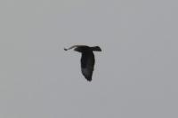 Buteo buteo