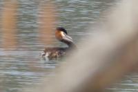 Podiceps cristatus