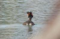 Podiceps cristatus