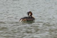 Podiceps cristatus