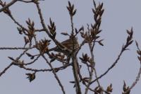 Turdus philomelos