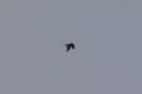 Accipiter nisus