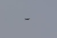 Accipiter nisus