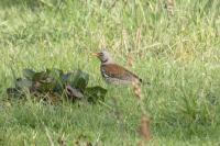 Turdus pilaris