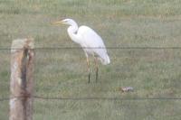 Ardea alba