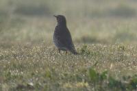 Turdus philomelos