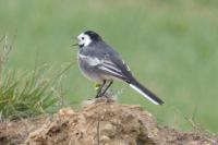 Motacilla alba yarrellii