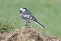 Motacilla alba yarrellii