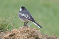 Motacilla alba yarrellii