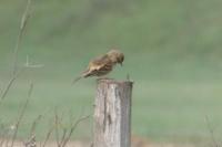 Anthus pratensis
