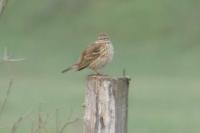 Anthus pratensis
