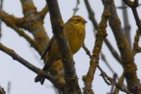 Emberiza citrinella