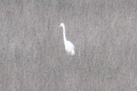 Ardea alba