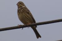 Emberiza calandra