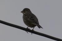 Emberiza calandra