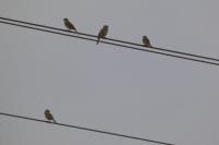 Emberiza calandra