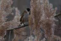Emberiza schoeniclus