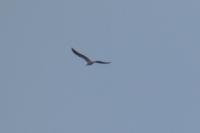 Larus fuscus