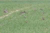 Turdus pilaris