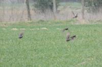 Turdus pilaris