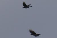 Turdus pilaris