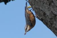 Sitta europaea