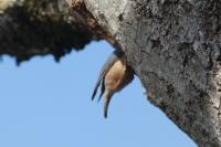 Sitta europaea
